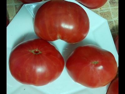 Томат Роза Техаса