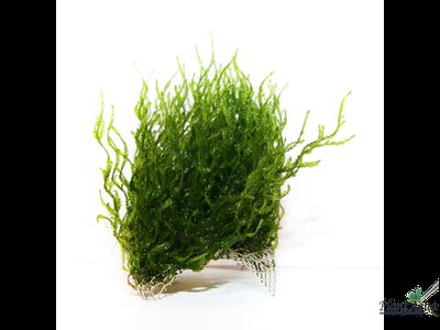 Сеточки для мхов 1 мм