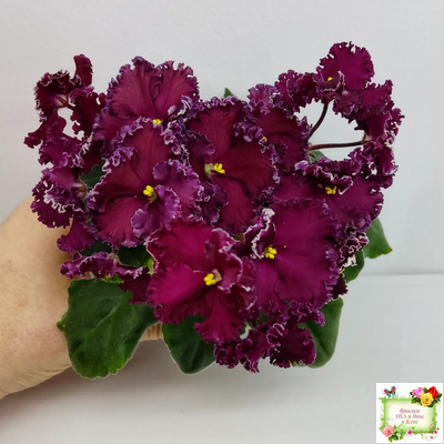 ЛЕ-Шелковые Кружева (Е. Лебецкая) 2017 г. (лист посажен 28.01.26)