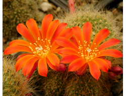 Rebutia senilis (оранж. цв.)4 - 5 семян