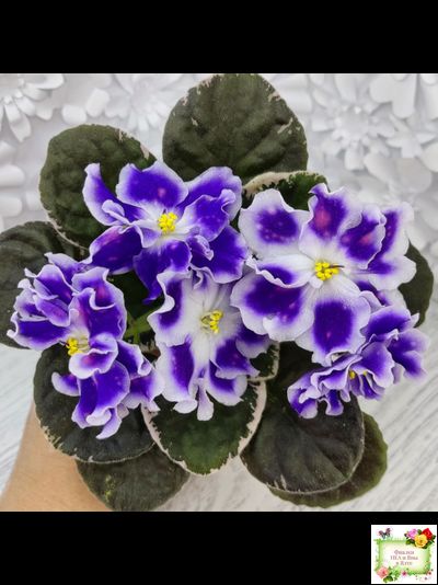 ВаТ-Монарх (Т. Валькова) 2016 г.