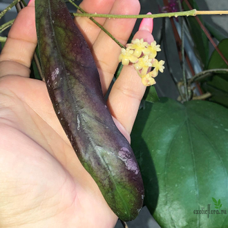 Hoya sp. Sabah GPS 7950 (epc 687)