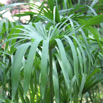 Нагармота, циперус, сыть (Cyperus scariosus) 1 г - 100% натуральное эфирное масло