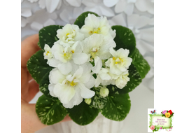 Adirondack Moon (S. Sorano) (детка)