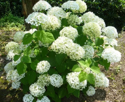 гортензия  древовидная "анабель"