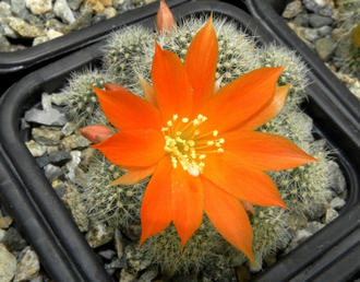 Rebutia pygmaea form-news