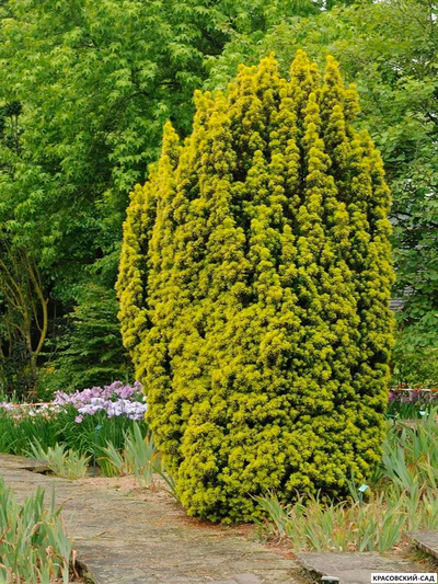 Тисс ягодный Давид - David