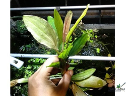 Эхинодорус Миракл (горшок)