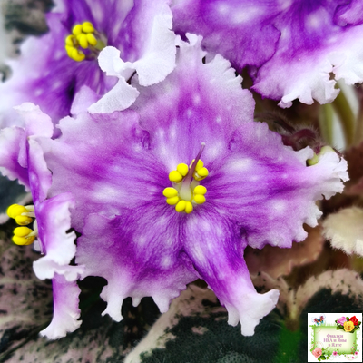 Dn-Дух Різдва (Д. Денисенко) 2020 г.