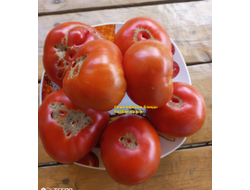 Томат Сицилийское блюдце (Sicilian Saucer, Италия)