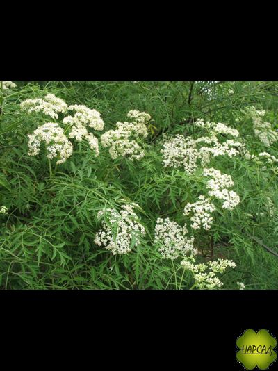БУЗИНА ЧЕРНАЯ "ЛАЦИНИАТА" (ОЧЕНЬ КРАСИВА, ЯГОДЫ ЛЕЧЕБНЫЕ, ОТПУГИВАЕТ КРОТОВ И МЫШЕЙ, ХОРОШО СТРИЖЕТСЯ) (саженец 60-70 см)