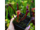 SARRACENIA MIX