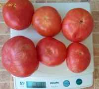 Гном Арктическая роза