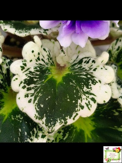 Р-Дурман (В. Зуб) 2020 г. (лист с детками укоренённый)