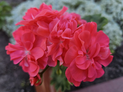 Пеларгония ЮГ-Рафаэль