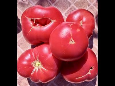 Томат Грант генерала Ламберта (Lambert's General Grant)