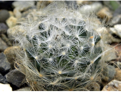 Mammillaria aureilanata