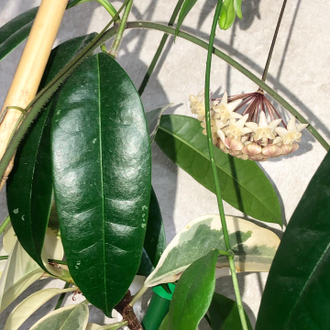 Хойи / срезка - Hoya thuathienhuensis