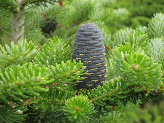 Пихта сибирская (Abies sibirica), лапки, в/с (5 мл) - 100% натуральное эфирное масло