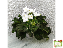 LV-Девятый Вал (Л. Шевелева) 2024 г. трейлер (пестролистный клакамас)