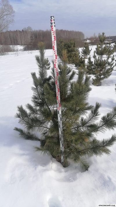 Кедр - фото в питомнике 8 - красовский-сад.рф