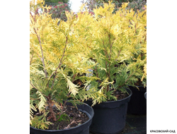 Туя Санкист - Sunkist