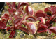 Dionaea muscipula Petite Dragon