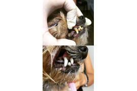 Стоматология