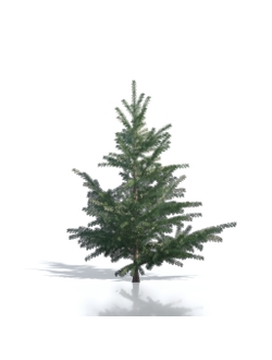 Billboards Ель летняя_21