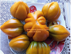Томат Огненный гребень (охра) (Cresta di Fuoko)