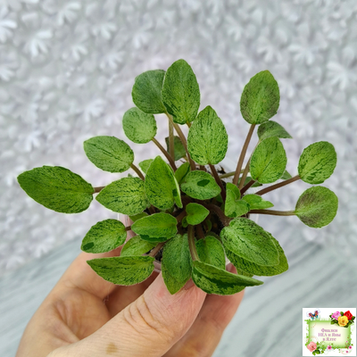 Серебряный Дождь Ю. Коваленко) 2023 г. листовая химера