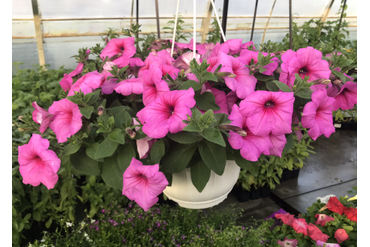 Петуния серии Easy wawe расцветка Pink passion