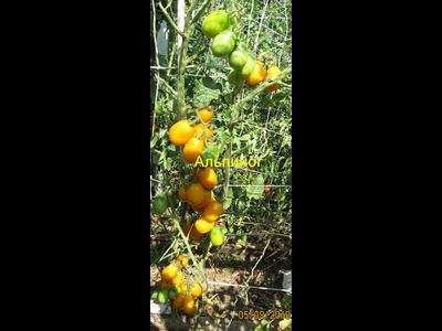 Томат Альпиног