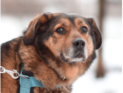 Учимся доверять (собаки на социализации)