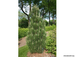 Сосна Грин Рокет - Green Rocket