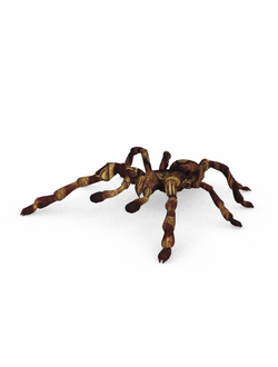 насекомые Паук Тарантул