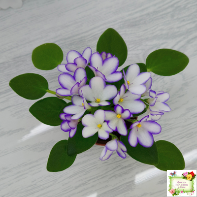 2А-Проба Пера (Е. Кольцова) 2024 г. (детка)