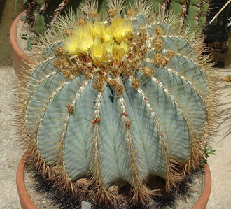 Ferocactus glaucescens - 5 семян