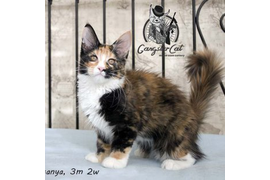 Волгоградский питомник Мейн кунов GangsterCat. Сайт: www.gangstercat.ru Тел: +7 (917) 335-09-66 (WhatsApp, Viber, Telegram), Татьяна.