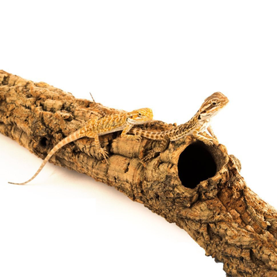 Кора пробкового дерева, полый ствол