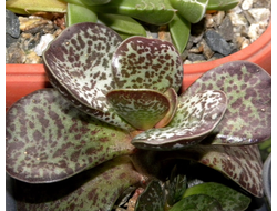 Adromischus