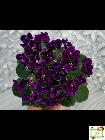 Mac's Piqued Pixie (G. McDonald) 2011 г.