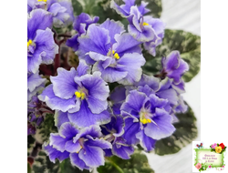 Shirl's Ruffled Petticoat (S. Sanders)