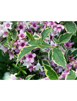 Вейгела Susanne