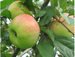 Ренет Кичунова (яблоня)