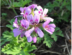 Герань розовая (Pelargonium roseum) Кашмир 5 мл - 100% натуральное эфирное масло