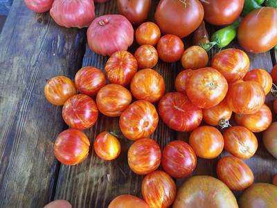 Томат гном Дельта Дивер желтый (Delta Diver yellow)  США