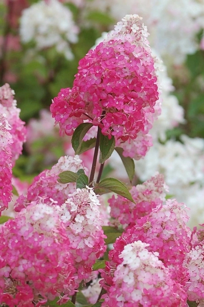 Гортензия метельчатая Самарская Лидия