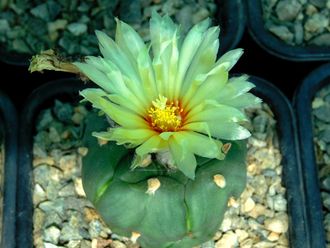 Astrophytum ASNUD cv.FUKURYU - 5 семян