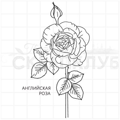штамп английская роза